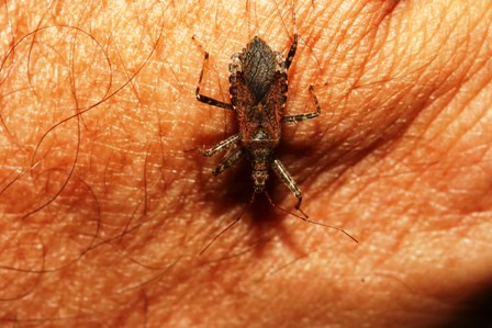 Nabidae di casa: Himacerus e Aptus del Piemonte